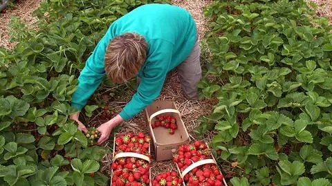 Rolnicy będą mogli zatrudniać pracowników sezonowych do pomocy przy zbiorach na podstawie nowego typu umowy