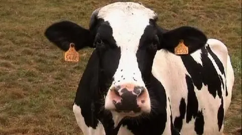 Mleczna droga zysków