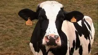 Kilkanaście procent rocznego zysku z mleka. To lepiej niż w przypadku wielu innych surowców rolnych. Dominik Cierpioł sprawdzał, skąd się wzięła mleczna hossa i jak może dalej wyglądać sytuacja na tym rynku. 