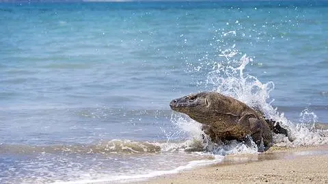 Wyspa Komodo będzie zamknięta przez cały 2020 rok