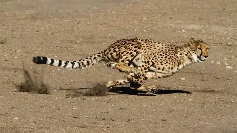 Na wolności żyje zaledwie 7 tys. gepardów