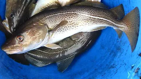 KE wprowadza zakaz połowów dorsza w części Morza Bałtyckiego