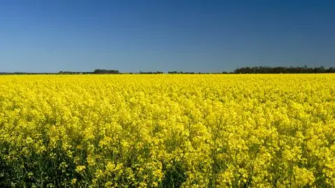 Zbiory rzepaku najbardziej zaawansowane są na południu Polski