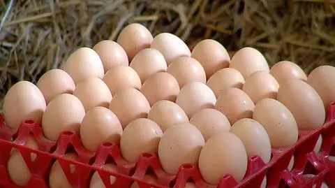 MRiRW: jaja zakażone salmonellą pochodzą z Wielkopolski