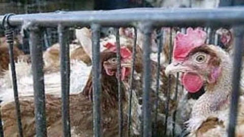 Polski drób jest zagrożony ptasią grypą