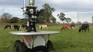 Roboty zastąpią kowbojów?