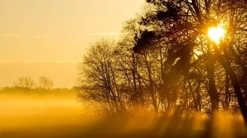 Senat bez poprawek do noweli ws. pierwokupu prywatnych lasów