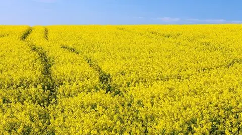 Producenci oleju: w Polsce najpopularniejszy jest olej rzepakowy