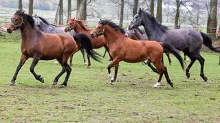 Do tej pory w tej sprawie przesłuchano kilkadziesiąt osób
