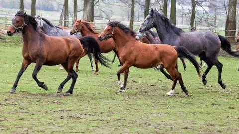Stadnina w Janowie Podlaskim. Będzie nowa opinia biegłych