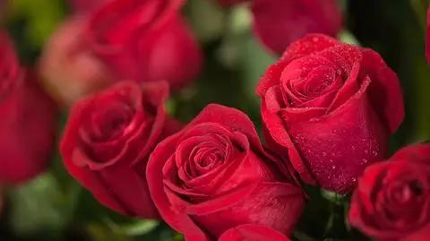 Biurokracja we Włoszech. Zakup kwiatów to maraton