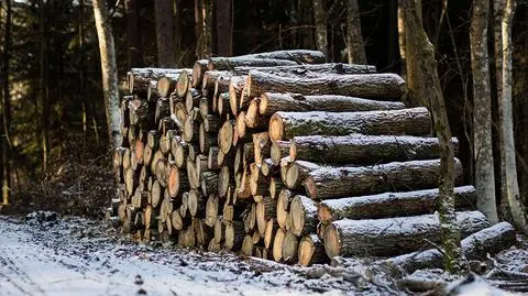 Lasy Państwowe: planowane przychody to około 9 mld zł