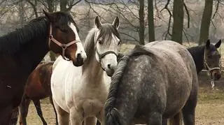 28.04 | Organizator aukcji koni arabskich „Pride of Poland” zerwał umowę z państwowymi stadninami