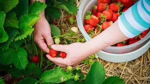 Ceny truskawek 2019 będą "prawdopodobnie trochę wyższe niż ubiegłoroczne"