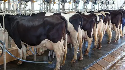 Mleko coraz droższe