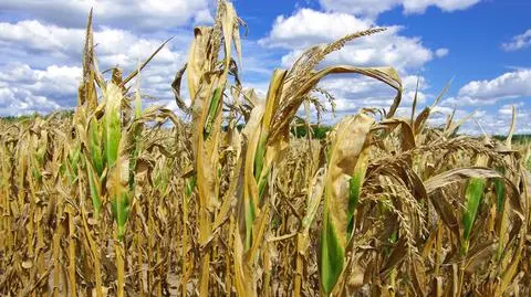 Kopacz: Jutro zdecydujemy, czy wprowadzać stan klęski w związku z suszą