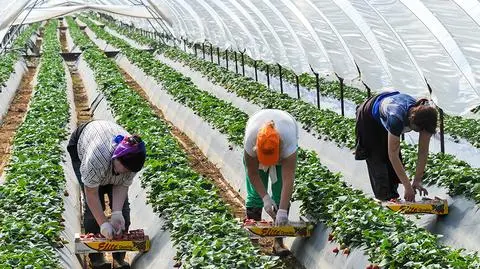 Sezonowcy zapłacą składki i podatki