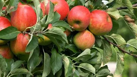 Tego roku owoców nie pojemy