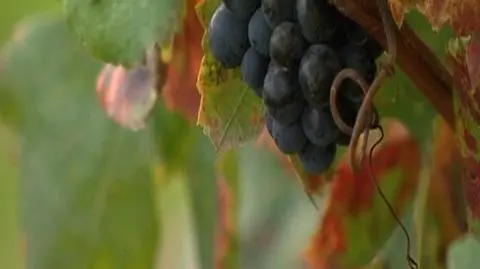 Cabernet made in poland