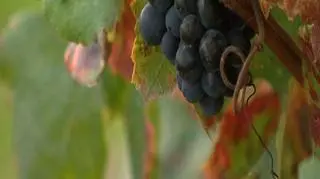 Polskie wino - wino z jabłek. Takie skojarzenie budzi szlachetny jakby nie było trunek rodzimej produkcji. Choć niewątpliwie znajduje wielu amatorów to chyba głównie ze względu na nie wygórowaną cenę i szybkość oddziaływania, bo walory smakowe pozostawiają wiele do życzenia. Ale to właśnie się zmienia. Na sklepowe półki trafia pierwsze polskie wino szlachetne. Dla porządku dodajmy, że to wino z winogron. Czy ma szanse podbić podniebienia klientów? 