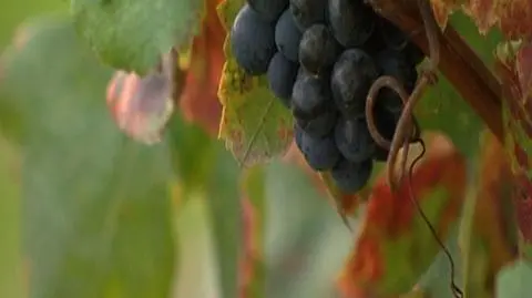 Polskie wino - wino z jabłek. Takie skojarzenie budzi szlachetny jakby nie było trunek rodzimej produkcji. Choć niewątpliwie znajduje wielu amatorów to chyba głównie ze względu na nie wygórowaną cenę i szybkość oddziaływania, bo walory smakowe pozostawiają wiele do życzenia. Ale to właśnie się zmienia. Na sklepowe półki trafia pierwsze polskie wino szlachetne. Dla porządku dodajmy, że to wino z winogron. Czy ma szanse podbić podniebienia klientów? 