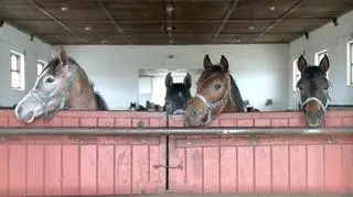 ANR ogłosiła konkurs na prezesa stadniny koni w Janowie