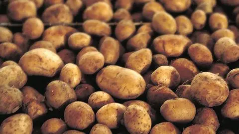 USA wpuszczają na rynek ziemniaki i jabłka GMO.