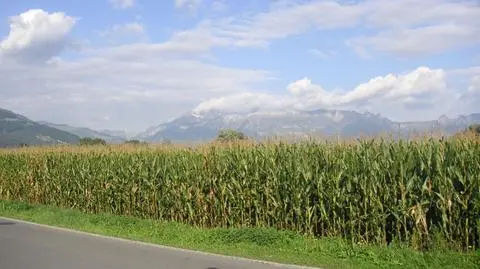 Przepisy to za mało? "Nie uchronimy się przed wprowadzeniem GMO"