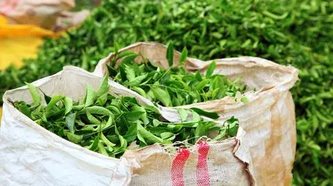 Polak sprzeda herbatę do Chin