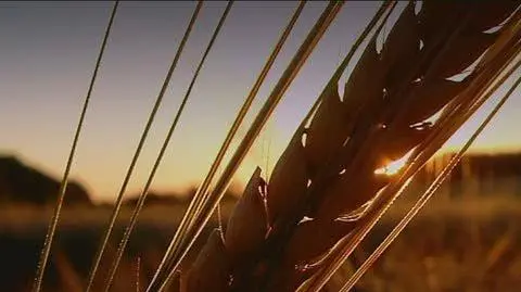 Sawicki: przez suszę ceny żywności będą rosły