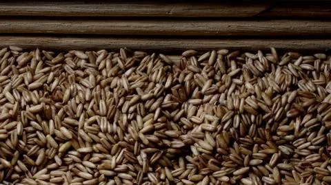 Pszenica pilnie poszukiwana