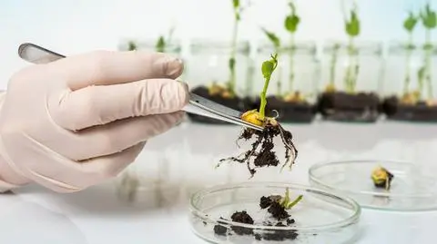 Sejm znowelizował ustawę o GMO