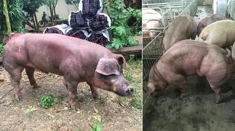 W Kambodży wyhodowano świnie mutanty