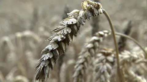 KRD: rośnie zadłużenie rolnictwa