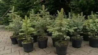 Choinka z dostawą do domu