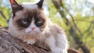 Grumpy Cat wygrała proces za naruszenie praw autorskich