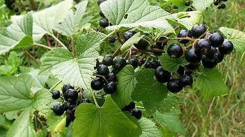 Plantatorzy czarnych porzeczek dostaną wsparcie