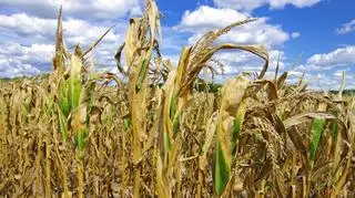 Monitoringiem suszy zajmuje się Instytut Uprawy Nawożenia i Gleboznawstwa w Puławach