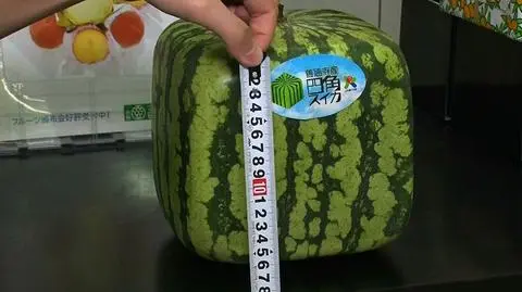 Kwadratowe arbuzy robią karierę w Japonii