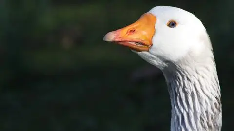 Groźny wirus ptasiej grypy pierwszy raz wśród gęsi hodowlanych