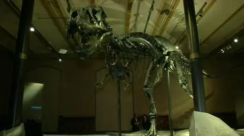 Nietypowa pasja - szkielet tyranozaura do obejrzenia w Berlinie