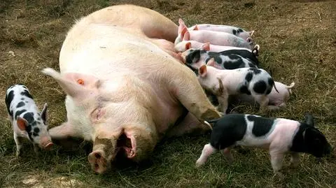 Drogi ze świńskiego nawozu