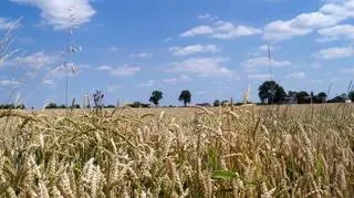 Krajowa Rada Izb Rolniczych oraz przedstawiciele Krajowego Związku Rolników, Kółek i Organizacji Rolniczych domagają się od rządu wprowadzenia stanu klęski suszy na terenie całego kraju