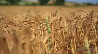 GUS: w 2015 r. wzrosła powierzchnia zasiewów o 3,2 proc.