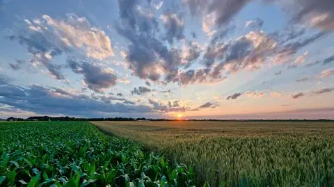 KE: warunkowa zgoda na przejęcie Monsanto przez Bayer