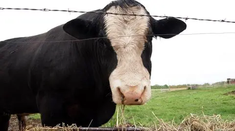 Ministerstwo rolnictwa wesprze polskich rolników