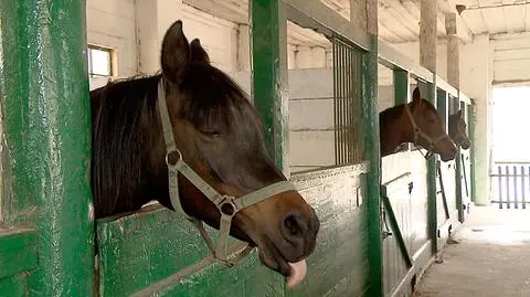 Polturf rozwiązał umowę ze stadninami w Janowie Podlaskim i Michałowie