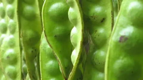 Resort rolnictwa chce zwiększyć dopłaty do uprawy roślin strączkowych