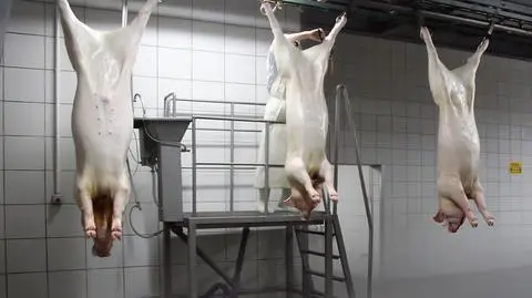 "Kupujcie polską wieprzowinę". Piechociński wyrusza na ratunek hodowcom