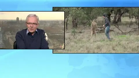 Walkę człowieka z kanguren komentuje dyrektor ZOO Michał Targowski 